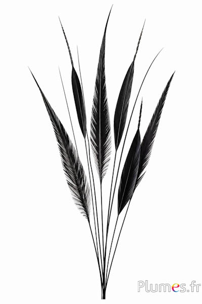 Goudfazant pijl - 55-65 cm - zwart